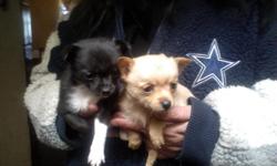 pom-chi puppie w/1st shots 1 tan male. his parents are about 3lbs. lovable,playful . call me if intrested.(931)503-2222 born Dec. 21,2010