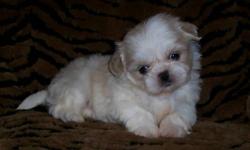 SHIHTZU MALE PUPPY, 8 WKS OLD, SHOTS, WORMED, PEE PAD TRAINED, READY TO GO NOW, HE WILL GO WITH A BATH, A PURSE, TOYS, T SHIRT, PADS, SNACKS AND HEALTH RECORDS, HE WILL BE SMALL AND PETITE, HE HAS A CUTE HEART SHAPED FACE, NICE FURRY COAT, ASKING $499, NO