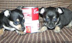 Teacup Chihuahua Pups! ADORABLE!! Two black tri colored males. Terrific tempermants!! Very relaxed and laid back. Will be itty bitty! Parents where 3.0 lbs and 3.5 lbs. Crate-trained, paper-trained, dewormed and up to date on shots. Get along great with