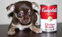 ADORABLE Tiny Teacup Chocolate Chihuahua!! Dad is tiny 3lb teacup and mom is 3.5lb teacup. Beautiful soft coat. He is very playful and so smart. He LOVES kids. Will be a great pet for a family or an elderly couple or single person! Crate-trained,