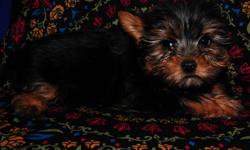 This tiny teacup male Yorkie will be between 3.5 - 4 pounds full grown. He is a very fast learner and enjoys playtime! He is CKC registrable and will be UTD on his shots, wormed, include registration papers, a one year health guarantee, and a crate if