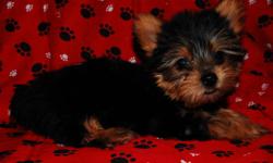 This tiny teacup male Yorkie will be between 3 - 3.5 pounds full grown. He is a very spunky and playful puppy! He is CKC registrable and will be UTD on his shots, wormed, include registration papers, a one year health guarantee, and a crate if SHIPPED.
