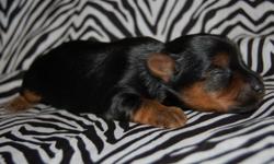 This tiny teacup female Yorkie will be between 3 - 4 pounds full grown. She was born June 3, 2011. She is CKC registrable and will be UTD on her shots, wormed, include registration papers, a one year health guarantee, and a crate if SHIPPED. Her mother is