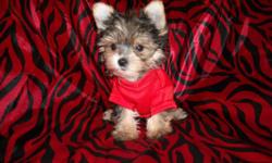 GORGOUS TINY TEACUP SIZES, NONSHED SILKY COATS, HYPO ALLERGENIC, MALES/ FEMALES, SHOTS, WORMED, KENNEL AND PEE PAD TRAINED, SOCIALIZED DAILY WITH FAMILY AND KIDS, RAISED IN A CLEAN ENVIRONMENT, WONDERFULL LAP BABIES, EXCELLENT TEMPERMENT, READY TO GO TO