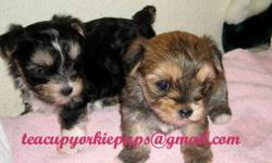 DESIGNER PUPS ARE HERE!!! WE JUST HAD A NEW LITTER WHELPED ON 8/22/10!
These puppies are SUPER TINY and will be about 2-3 lb full grown. Prices range from $1,200 - $1,800.
We have one litter of TINY TEACUP MORKIES (Maltese/Yorkie mix pups) just whelped!