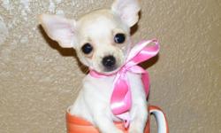 I have 2 female teacup chihuahua puppies! They are 8wks old. Have had their first set of shots, seen the vet for a puppy check up twice and have been dewormings (all documented on their shot records!). Both are ACA registered. Will be about 3 pounds fully