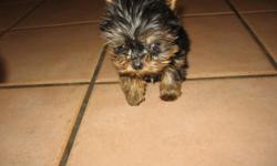 Candy is a tiny teacup yorkie girl, beautiful baby doll face, short legs and short cubbly body. She is currently 8 weeks and weight 10 ounces ... Perfect handbag baby for the summer,comes with shots, papers, health cert and one year guarantee.Sh?e will be