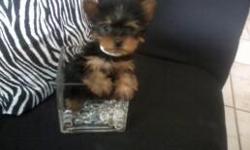 SPRINKLES is a tiny teacup yorkie girl. She is 12 weeks, weighs 12 ounces. Perfect baby doll face and her ears are up too. She will be 2.5 pounds fully grown. Shots, papers, health cert and one year guarantee. 803-254-2525 (north miami)