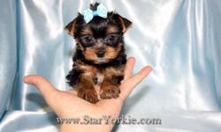 &nbsp;
Visit our website www.StarYorkie.com now to see pictures and info for all available puppies.
All of our puppies are registered, small, cute, healthy, and playful and come with health guaranty, free vet check and a complete puppy package.
Thank you