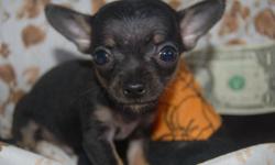 Tiny Teto is a teacup black Tri CKC ready for new home all pups come with puppy kit 1st shot and wormed please go to web for more info (cash only)
www.trishstinychihuahuas.com