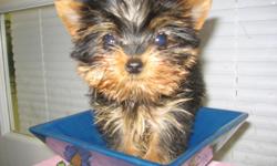 SAMSAM is a tiny teacup yorkie boy. He has a beautiful baby doll face, short legs and a tiny compact body. He is so tiny he fits in a pocketbook.He is 9 weeks and weighs 11 ounces. My little baby is current on his shots, he is de-worm and comes with his