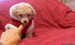 Beautiful tiny toy poodle puppy.Male.Just had puppy clip,toenails and shots.Ready to go or can hold for Christmas Eve with $50 deposit.$300 pet price,no papers or $500 with Ckc Papers. Go to websire www.wbpoodle.com for more info