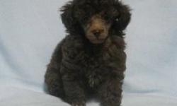 Poodle puppies are THE most precious puppies! Chocolates, phantoms, black and white Call 931-729-9715 for more info.