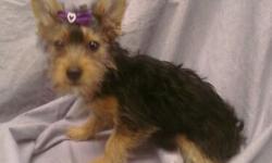 Adorable female Tiny Toy Yorkie puppy for sale in South Florida near Fort Lauderdale. GREAT PRICE!! Very pretty little girl! Has all shots/dewormings up to date, health certificate, papers, microchip and comes with a FREE vet visit! Call (954)-452-8588