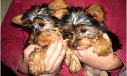 AKC registered males and females available. home raised under foot with children and other pets. Parents available to be seen also. Sire 3 lbs and mom 4lbs Bred for intelligence and health. Vet checked , first vaccines,dewormeÂ­d and state health