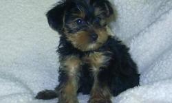 Cute and tiny Yorkie puppies for sale in South Florida. GREAT PRICES! Our Yorkies for sale have all puppy shots/dewormings up to date, health certificate and come with a FREE vet visit. Call (954)-452-8588 and visit www.yourpetcity.com for our Yorky