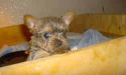 Tiny Purebred Female Yorkie puppies. Parents on site. will be 4 pounds.
