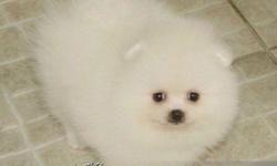 TinyBear Pomeranians is CKC Registered show breeder. We breed only from healthy, conforming and Champion lines. This is our passion!
When we have met our needs, we may have puppies available from time-to-time. All pet puppies are sold with limited CKC