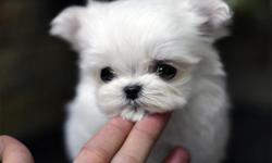 we are dreeding in korea, hawaii 2 placese. are puppyis 2~3pound fullgrown, dollface teacup puppy. Adopting a puppy from us is much easier than what you may think. We have a lot of experience and can get a puppy of your choice safely in your hands
