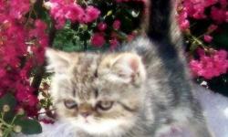I have a lovely pure Persian male available, as I am refocusing my program to Exotics. He has sired two litters for us, with another on the way. Shown to Double Grand Champion in 2009. Pictures of him and kittens our website (ArtInMotionPersians.com).
He