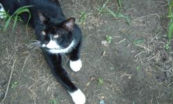 Stray black and white large older male cat would be good farm cat.