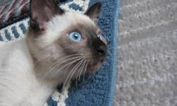 This cat is a natural point Tonkinese, he was born in early May.
He loves attention and laying on your lap.
He has been checked by a vet and has all his shots.
Please call If you have any questions.