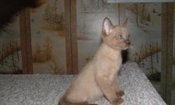 Tonkinese kittens natural mink color, vet checked and first shots given. $225.00
Call 864-242-5052.