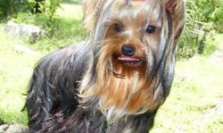 If you want the best yorkie you can get and one that will look like show quality you can get one here. See beautiful yorkies at www.debbieslittledogs.com puppies ready to go now. Bred and raised pets for you! 918-423-8257. Ok State Lic # 28