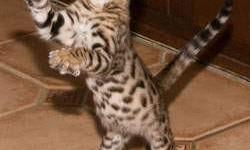 Bengal 6 kittens (3 boys and 3 girl) brown spotted rosetted with glittered coats. Silkyspots Bengals are TICA registered. The kittens are from top bloodlines and have excellent pedigrees. Their sire is Glitterglam Michaelangelo from Glitterglam Bengals.