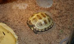 Baby Russian Tortoise Qty. 1