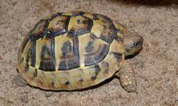 2 year old C/B Hermanns tortoise