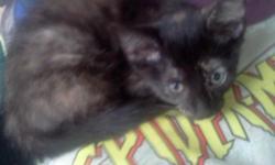 We have one girl tortoiseshell kitten lookin for a new home ASAP. She is 10 wks old today 6/8. All her sisters have found great homes, now its her turn. She has been wormed, given a flea bath, drinks water, eats hard or soft kitty food and uses the litter