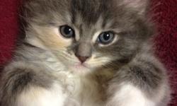 More JOY for Chrismas time Persian mix kitten
The mom is Persian and the dad is unknown. She will be ready to go ASAP. She is already litter train and eating hard food. She is only 8 weeks old. She has white paws on all four legs with her white belly. She