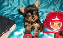 ACA registered Yorkie puppies. born 12-20-2010. there is 1 girl and 1 boy $300 each,, Vaccinated, dewormed and come with a written health guarantee and a Free vet check to a vet in Webster Groves, MO Cash only 314 550 7840 NO Shipping