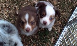 I have 5 toy aussie puppies, two merles both are female one blue and one red they are 300.00 and three tri's two black tri males and one red tri female. The mom and dad are both here to see. I have grandkids that play with them all the time so they are