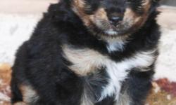 Toy Aussie
8 week,Black tri female, petite tiny toy, lots of copper on face, so sweet and calm, she loves to be held..
ASDR registered, dews, tails,wormed, shots, very much socialized and love children.
Dam is 9lbs 9in red tri, sire 15lbs, 13in blue
