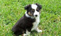 We have 5 purebred Toy Australian Shepherds in need of special families to adopt them. We have 3 b/w-tri males and 2 brown-tri females. We have both parents on site.
Puppies up-to date on shots, de-worming; and beginning house training.
Born 3/9/2011.