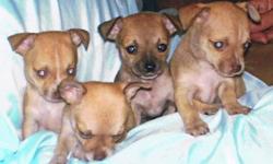 Toy Chihuahua Puppies CKC. Females, $200.00 ea. If interested, please call 325-330-2098. Comanche, TX. I do not have a computer. Thanks & God Bless
