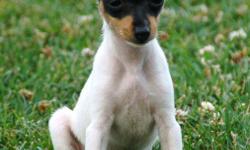 I have three wonderful toy fox terrier puppies for sale. They are all females that are very loving, we only have one batch a year to give our puppies lots of attenion, they are very social with people and are great with other animals. We dont have papers