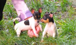 Toy Fox Terrier Puppies Luv to cuddle and be near you. They get very attached to their owner, loves all the family but knows their own master. They are an excellent watch dog in that they let you know when someone is outside before you know it. This breed