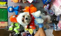 Adorable Toy size Maltese Puppy For Sale South Florida. Our Maltese puppies for sale have all shots/dewormings up to date, health certificate, papers and come with a FREE vet visit! GREAT PRICE! ~WILL NOT LAST! Call (954)-452-8588 and visit