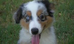 We raise Toy & Miniature Australian Shepherds. ASDR and/or NSDR registration available. We have adults and pups available year around. We raise all colors including: Red Merles, Blue Merles, Black Tris, and Red Tris. Eye colors range from Blue, Green,