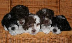 CKC tiny toy poodle puppies. Hypo allergenic, non-sheddingÂ­, fluffy balls of love. Mom 6# b&w parti, Dad 4# choc&w parti. Parent photos and former litters may be viewed on our website - www.cindycoker.cÂ­om Puppies born Jun 04, 2011, ready to go to their