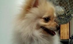 Cream Male Toy Pomeranian. Born on 8/10/12. Has his papers and shots. Very small and playful. Text --.