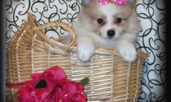 Toy size Pomeranian Puppies For Sale South Florida. Adorable RARE PARTY COLOR PUPPIES with nice and fluffy haircoats! Our Pomeranians for sale have all shots/dewormings up to date, health certificate, papers, microchip and come with a FREE vet visit! Call