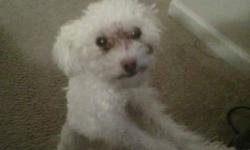 NATI 15 MONTHS TOY POODLE 5 POUNDS GREAT WITH KIDS