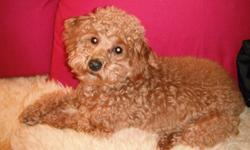 8 Month old toy poodle!! needs a good home, amazing bubbly personality, great with kids and the family!
Need to sell because we are moving to china and are unfortunately unable to bring her with us..
Come see her! you'll fall in love just as we did when