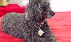 Toy Poodle, sweetest dog you will ever meet. Loving personality, loves to be held and loved on. Great with all ages. A great listner, very obedient.
Will only go to a loving home.