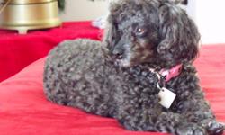 Toy Poodle, sweetest dog you will ever meet. Loving personality, loves to be held and loved on. Great with all ages. A great listner, very obedient.
Will only go to a loving home!