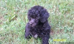 I have 2 shiny black toy poodle male puppies, 8 weeks old, first shots and been wormed, CKC reg. working with potty training. short legs and parents are on site, both are about 8 inches tall and weigh about the same 8 to 9 lbs. good temperments, these